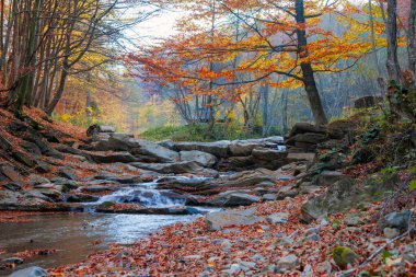 Renkli ve parlak sonbahar ormanı Şelaleli.