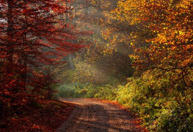 Renkli ve parlak bir sonbahar ormanı. Güneş ışınlarıyla birlikte..