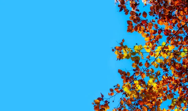 Renkli Parlak Sonbahar Yaprakları Güneş Işığı Boşluğu Kopyala — Stok fotoğraf