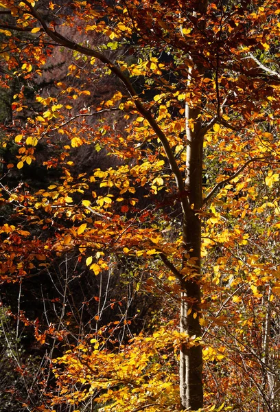 Kleurrijke Heldere Herfst Diep Bos Met Zonnestralen — Stockfoto