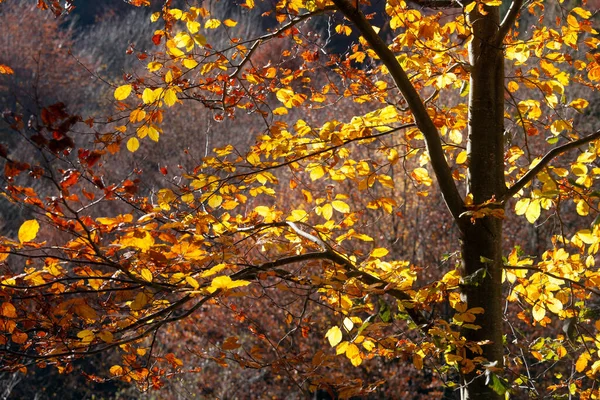 Renkli Parlak Bir Sonbahar Ormanı Güneş Işınlarıyla Birlikte — Stok fotoğraf
