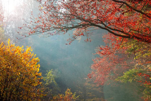 Renkli Parlak Bir Sonbahar Ormanı Güneş Işınlarıyla Birlikte — Stok fotoğraf