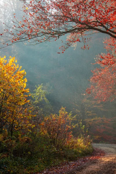 Colorful Bright Autumn Deep Forest Sun Rays — Stock Photo, Image