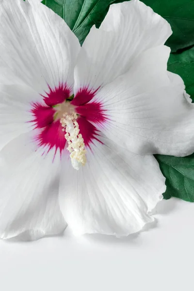 白地に緑色の葉を持つ白い花 — ストック写真