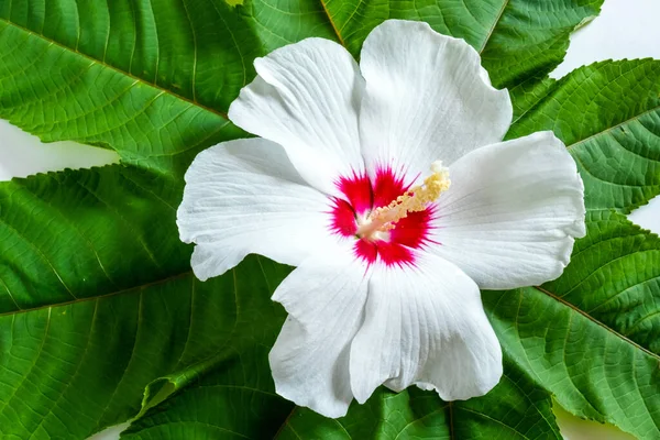 Vit Blomma Med Gröna Blad Vit Bakgrund — Stockfoto