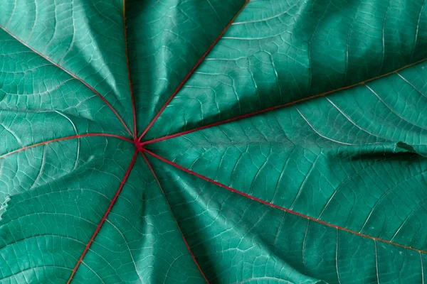 Texture Foglia Verde Con Striature Viola Vicino Sullo Sfondo Bianco — Foto Stock