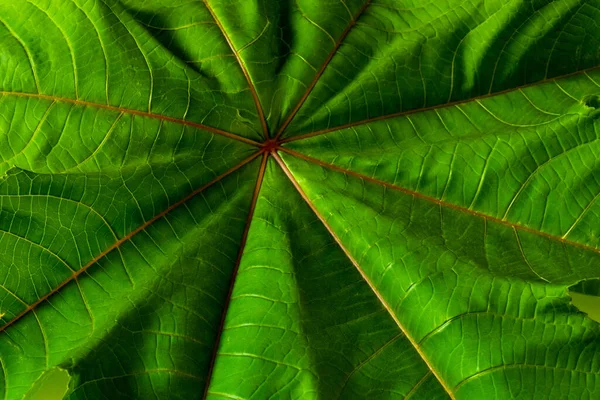 Textur Des Grünen Blattes Mit Orangen Streifen Nahaufnahme — Stockfoto