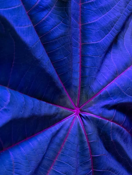 Textur Aus Blauem Blatt Mit Violetten Streifen Nahaufnahme — Stockfoto
