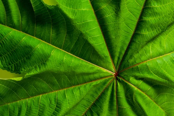 Textur Des Grünen Blattes Mit Orangen Streifen Nahaufnahme — Stockfoto