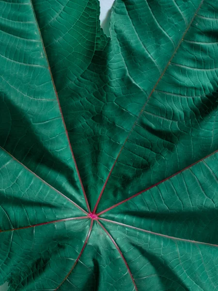 Textura Hoja Verde Con Rayas Púrpuras Primer Plano Sobre Fondo — Foto de Stock