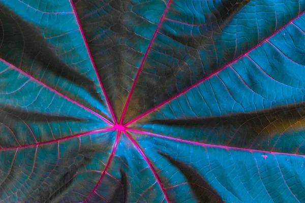 Textur Aus Grünen Und Blauen Blättern Mit Violetten Streifen Nahaufnahme — Stockfoto