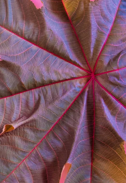 Textur Aus Grünen Und Rosa Blättern Mit Violetten Streifen Nahaufnahme — Stockfoto