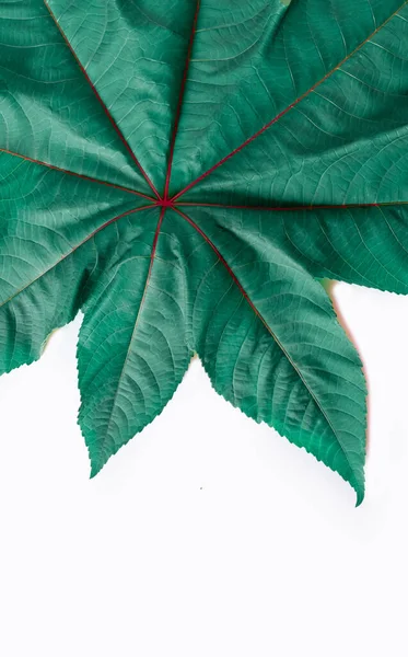 Textur Des Grünen Blattes Mit Violetten Streifen Nahaufnahme Auf Weißem — Stockfoto