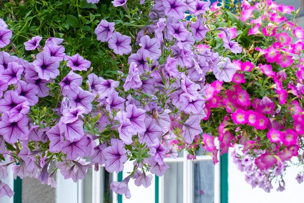 Original Pink Lilac Flower Bouquet — Stock Photo, Image