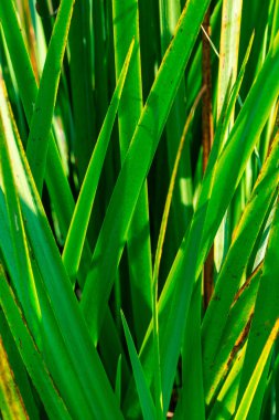 Yeşil Yaprakların görüntüsü su arka planında.