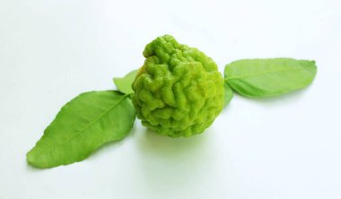 Çiğ kaffir limonu, bergamot, sülük limonu, mauritius papeda (citrus x hystrix l.), turunçgiller familyasından bir bitki türü..