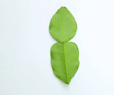 çiğ kaffir yeşil yaprak, bergamot, sülük limonu, Mauritius papeda (citrus x hystrix l.) beyaz bir sırt üstü bambu üzerinde bulunur.,