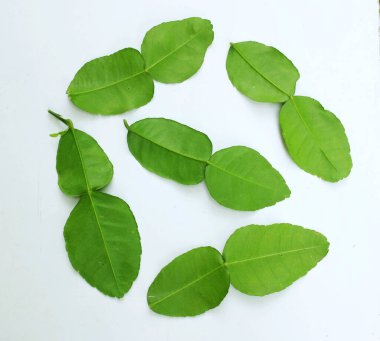 çiğ kaffir yeşil yaprak, bergamot, sülük limonu, Mauritius papeda (citrus x hystrix l.) beyaz bir sırt üstü bambu üzerinde bulunur.,