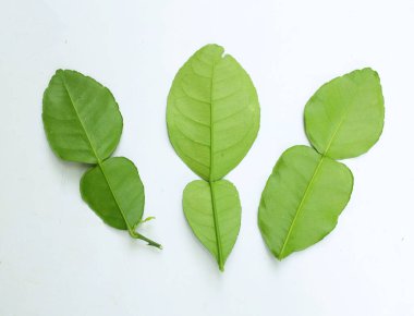 çiğ kaffir yeşil yaprak, bergamot, sülük limonu, Mauritius papeda (citrus x hystrix l.) beyaz bir sırt üstü bambu üzerinde bulunur.,