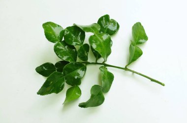 çiğ kaffir yeşil yaprak, bergamot, sülük limonu, Mauritius papeda (citrus x hystrix l.) beyaz bir sırt üstü bambu üzerinde bulunur.,