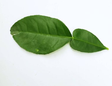 çiğ kaffir yeşil yaprak, bergamot, sülük limonu, Mauritius papeda (citrus x hystrix l.) beyaz bir sırt üstü bambu üzerinde bulunur.,