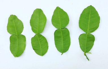 çiğ kaffir yeşil yaprak, bergamot, sülük limonu, Mauritius papeda (citrus x hystrix l.) beyaz bir sırt üstü bambu üzerinde bulunur.,