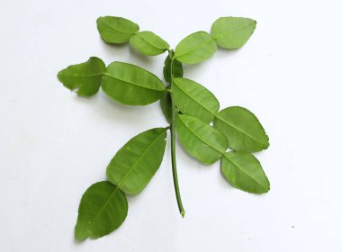 çiğ kaffir yeşil yaprak, bergamot, sülük limonu, Mauritius papeda (citrus x hystrix l.) beyaz bir sırt üstü bambu üzerinde bulunur.,