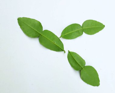 çiğ kaffir yeşil yaprak, bergamot, sülük limonu, Mauritius papeda (citrus x hystrix l.) beyaz bir sırt üstü bambu üzerinde bulunur.,