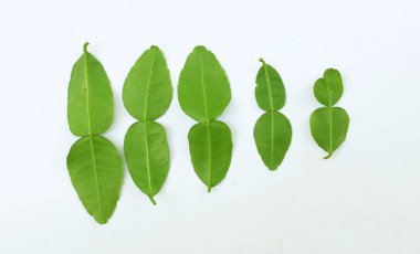 çiğ kaffir yeşil yaprak, bergamot, sülük limonu, Mauritius papeda (citrus x hystrix l.) beyaz bir sırt üstü bambu üzerinde bulunur.,