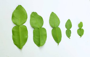 çiğ kaffir yeşil yaprak, bergamot, sülük limonu, Mauritius papeda (citrus x hystrix l.) beyaz bir sırt üstü bambu üzerinde bulunur.,