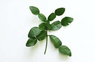 çiğ kaffir yeşil yaprak, bergamot, sülük limonu, Mauritius papeda (citrus x hystrix l.) beyaz bir sırt üstü bambu üzerinde bulunur.,