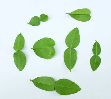 çiğ kaffir yeşil yaprak, bergamot, sülük limonu, Mauritius papeda (citrus x hystrix l.) beyaz bir sırt üstü bambu üzerinde bulunur.,