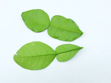 çiğ kaffir yeşil yaprak, bergamot, sülük limonu, Mauritius papeda (citrus x hystrix l.) beyaz bir sırt üstü bambu üzerinde bulunur.,