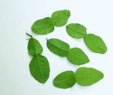 çiğ kaffir yeşil yaprak, bergamot, sülük limonu, Mauritius papeda (citrus x hystrix l.) beyaz bir sırt üstü bambu üzerinde bulunur.,