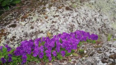 Muhteşem dağ manzarası ile düşüyor. Güzel dağ dere ve sihirli dağ çiçekleri