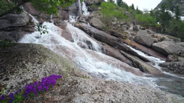 Magnífico Paisaje Montaña Con Caídas Hermoso Arroyo Montaña Flores Mágicas — Vídeos de Stock