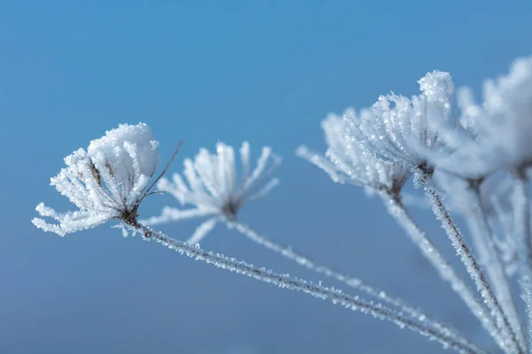 Güzel kış donmuş çiçekler ve bitkiler ile arka plan. Bitkiler doğal bir desen