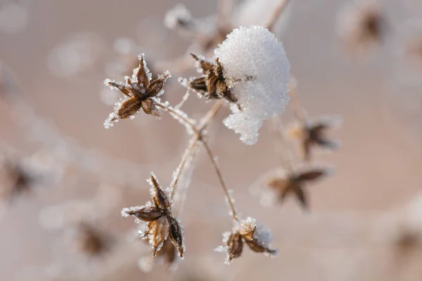 Όμορφο Χειμώνα Φόντο Κατεψυγμένα Λουλούδια Και Φυτά Ένα Φυσικό Μοτίβο — Φωτογραφία Αρχείου