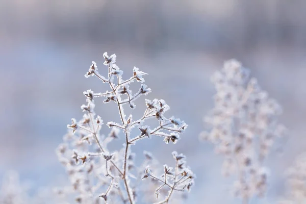 Latar Belakang Musim Dingin Yang Indah Dengan Bunga Beku Dan — Stok Foto