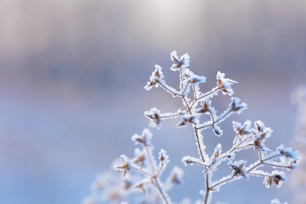 Beautiful winter background with the frozen flowers and plants. A natural pattern on plants