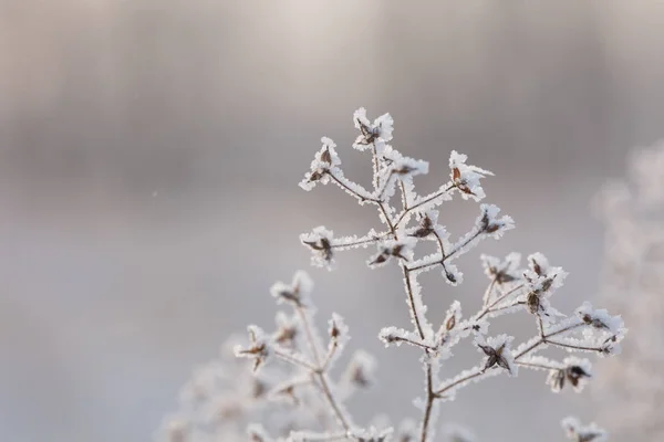 Bello Sfondo Invernale Con Fiori Piante Congelati Modello Naturale Sulle — Foto Stock