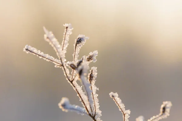 Bello Sfondo Invernale Con Fiori Piante Congelati Modello Naturale Sulle — Foto Stock