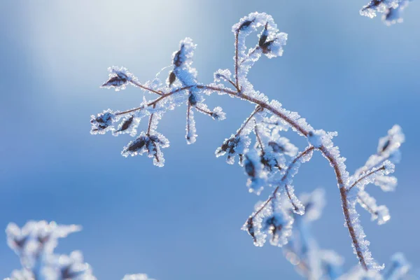 Güzel kış donmuş çiçekler ve bitkiler ile arka plan. Bitkiler doğal bir desen