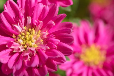 Güzel bir saksı çiçek. Güzel Astra evde yetişen kırmızıdır