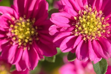 Güzel bir saksı çiçek. Güzel Astra evde yetişen kırmızıdır