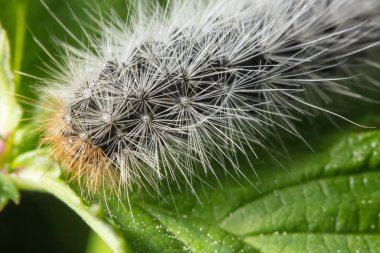 Güzel ve kıllı caterpillar üzerinde yeşil bir yaprak dinlenme ve yiyor