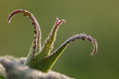 Taç. Tuhaf bir bitkidir. Doğa harikası.