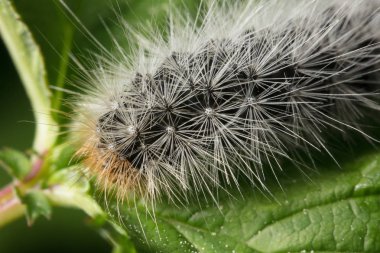Güzel ve kıllı caterpillar üzerinde yeşil bir yaprak dinlenme ve yiyor