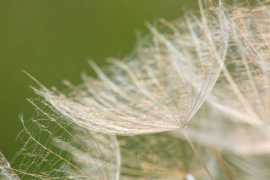 Verir şeklinde tohum bir bitki. Kabarık tesisi yakın çekim