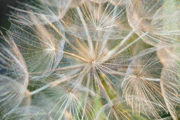 Una Pianta Che Semi Sotto Forma Piumino Pianta Soffice Primo — Foto Stock